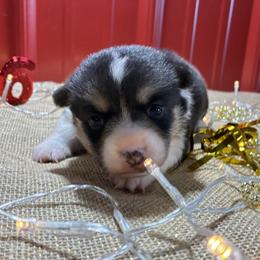 Bea - White and black female Pembroke Welsh Corgi puppy in Fayetteville, Tennessee from Sulphur Springs Corgis
