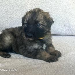 Sneezy (Yellow) - Fawn sable male Shiloh Shepherd puppy in Vancouver, Washington from North By Northwest Shilohs “NBN”
