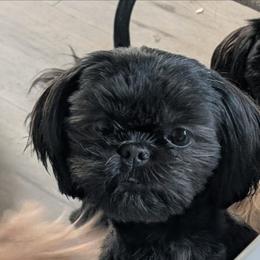 Ophelia - Shih Tzu