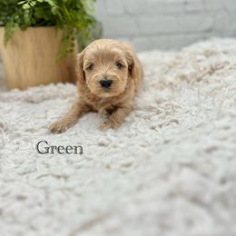 Maltipoo Puppies from Grassy Meadow Pups