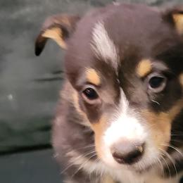 Boy 3 - Pembroke Welsh Corgi puppy from Dunnideer Farm