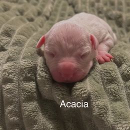 American Pit Bull Terrier Puppies from Wyngate Puppy Breeders