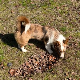 American Corgi puppies from Piney Woods Corgis