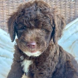 ROCKY - Chocolate male Goldendoodle puppy in Maricopa, Arizona from AZ Designer Goldendoodles