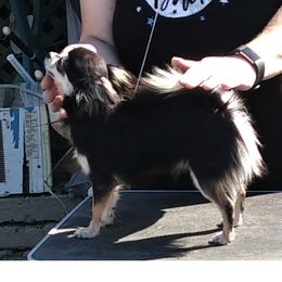 LaDee - Chihuahua