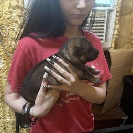 Girl 1 - Sable female German Shepherd puppy in Dunn, North Carolina from Von Fousthaus GSDogs