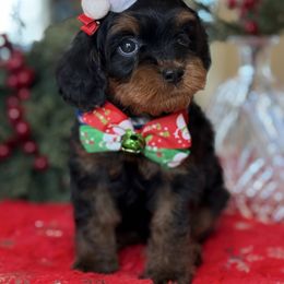 Sam- blue collar male - Tri-color male Cavapoo puppy in Yuciapa, California from AlltheDoodlez_