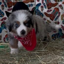 Range AKC Tailed - Blue merle male Australian Shepherd puppy in Inverness, Florida from Swamp Puppy Canine Kennel