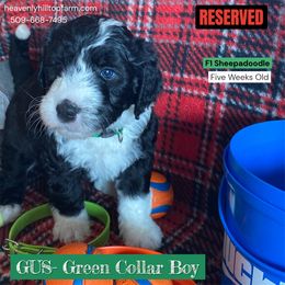 Goldendoodle, Poodle, and Sheepadoodle Puppies from Heavenly Hilltop Farm