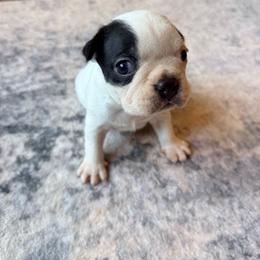 Popeye - Black and white male Boston Terrier puppy in Kentucky from Graceful Paws