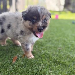 Lime - Blue merle male Australian Shepherd puppy in Oak Hill, Florida from Swingin T Ranch LLC
