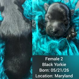 Girl 2 - female Yorkshire Terrier puppy in Waldorf, Maryland from Bitter Sweet Yorkies