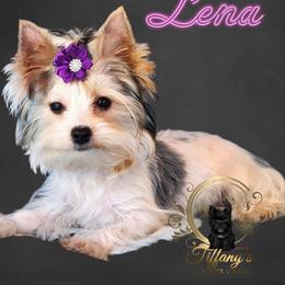 Lena - Yorkshire Terrier