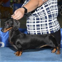 Fashion  - Dachshund