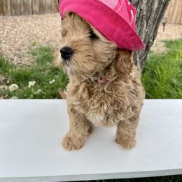 Pink Girl - Cream female Goldendoodle puppy in Greeley, Colorado from Millie Billie Doodles