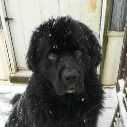 Newfoundlands from Lori Eldridge
