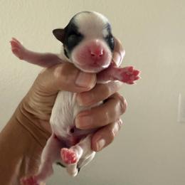 Boy 1 - Black and white male Havanese puppy in Morriston, Florida from OPA! Havanese (formerly Elysium Fields)
