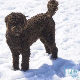 Nina - Australian Labradoodle