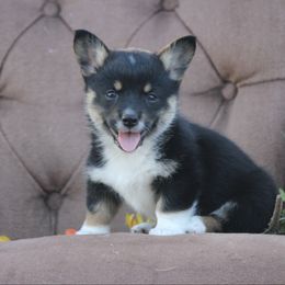 Bugatti - Black and tan male American Corgi puppy in Scio, Oregon from Abundant Joy Corgis