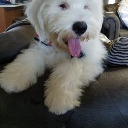 Old English Sheepdog Puppies from Wild-n-Woolly Old English Sheepdogs