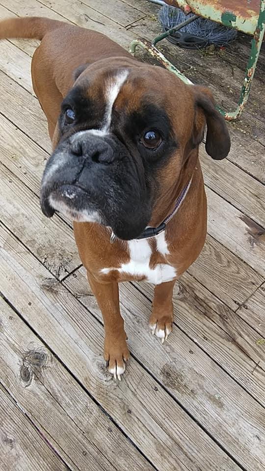 Day's Backwood Boxer in Ohio Boxer puppies Good Dog