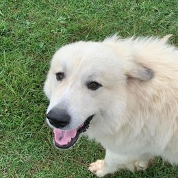 Atlas - Great Pyrenees