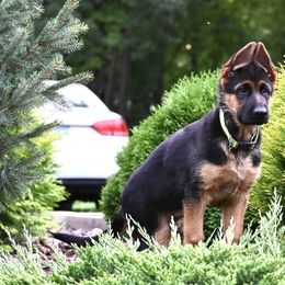 GIRL 4 YELLOW - German Shepherd puppy from Von Palmore Hof