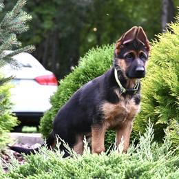 GIRL 4 YELLOW - German Shepherd puppy from Von Palmore Hof