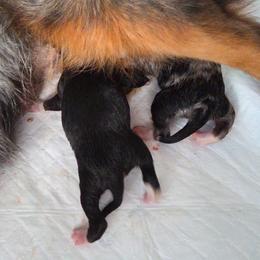 Rip - Black tri male Toy Australian Shepherd puppy in Tremont, Tennessee from 2 Blue Toy Aussies