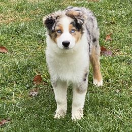 Australian Shepherd and Miniature American Shepherd Puppies from Battlefield Australian Shepherds and Miniature American Shepherds