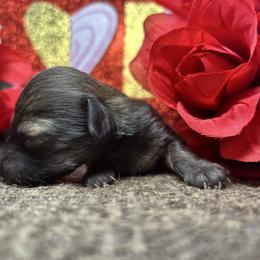 Rowan - Cream male Dachshund puppy in Spring Creek, Nevada from Hobby Horse Homestead Mini Doxies