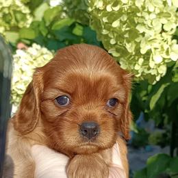 Cavalier King Charles Spaniel Puppies from 7 Bridges Cavaliers