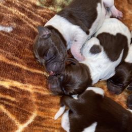 German Shorthaired Pointer Puppies from Emily's GSPs