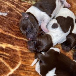 German Shorthaired Pointer Puppies from Emily's GSPs