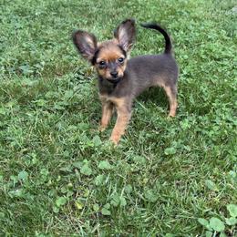 Maverick - Sable male Chinese Crested puppy in New York from Colliwood Chinese Cresteds