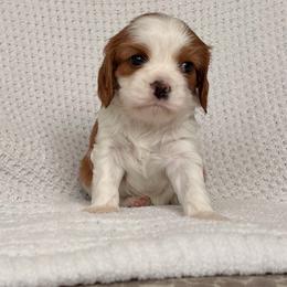 Sky - Blenheim female Cavalier King Charles Spaniel puppy in Katy, Texas from True Heart Cavaliers llc