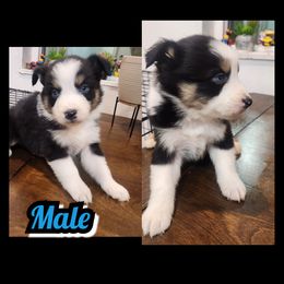D- BLACK TRI COLOR - Black tri-color male Australian Shepherd puppy in Yakima, Washington from Luna's Australian Shepherd