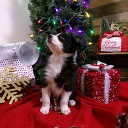 Girl 4 - Black and white female Border Collie puppy in Wakeman, Ohio from Sandstone Ridge Kennels
