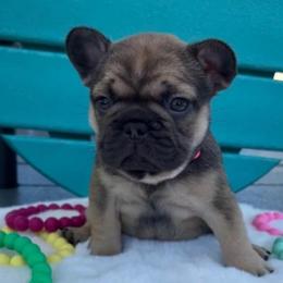 Chanel - Fawn female French Bulldog puppy in South Bend, Indiana from Furever Faithful Frenchies LLC