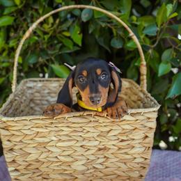 Jan - Black and tan female Dachshund puppy in Temecula, California from Naomi Magee's Dachshund Kennel