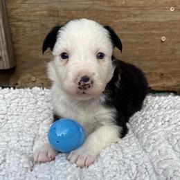 Sua - Black and white female Border Collie puppy in Mckinney, Texas from Border Collies of Ruidoso