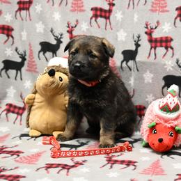 Red collar - Sable female German Shepherd puppy in Ramsey, Illinois from Haus-Farr German Shepherds
