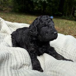 Echo - Phantom female Poodle puppy in Troy, New Hampshire from SP Standard Poodles