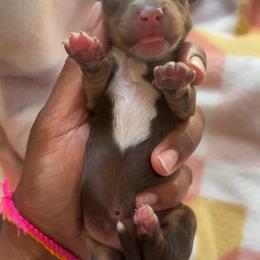Celine - Chocolate and cream female Dachshund puppy in Orem, Utah from Miekca’s Dachshunds