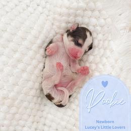 Pookie - Parti male Goldendoodle puppy in California City, California from Summer Sun Doodles