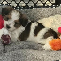 Reeses - Black and white male Shorkie puppy in Chattanooga, Tennessee from Passion Pups TN