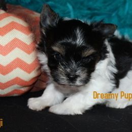 AKC Fiji - Black tan and white male Biewer Terrier puppy in Kennesaw, Georgia from Dreamy Pups