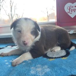 Loki - Red male Border Collie puppy in Gary, Indiana from Lake Ridge Border Collies
