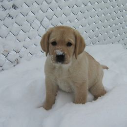 Labrador Retriever Puppies from Heartride Labradors