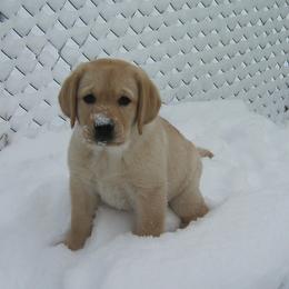 Labrador Retriever Puppies from Heartride Labradors